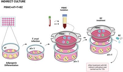 Interaction between peripheral blood mononuclear cells and Trypanosoma cruzi-infected adipocytes: implications for treatment failure and induction of immunomodulatory mechanisms in adipose tissue